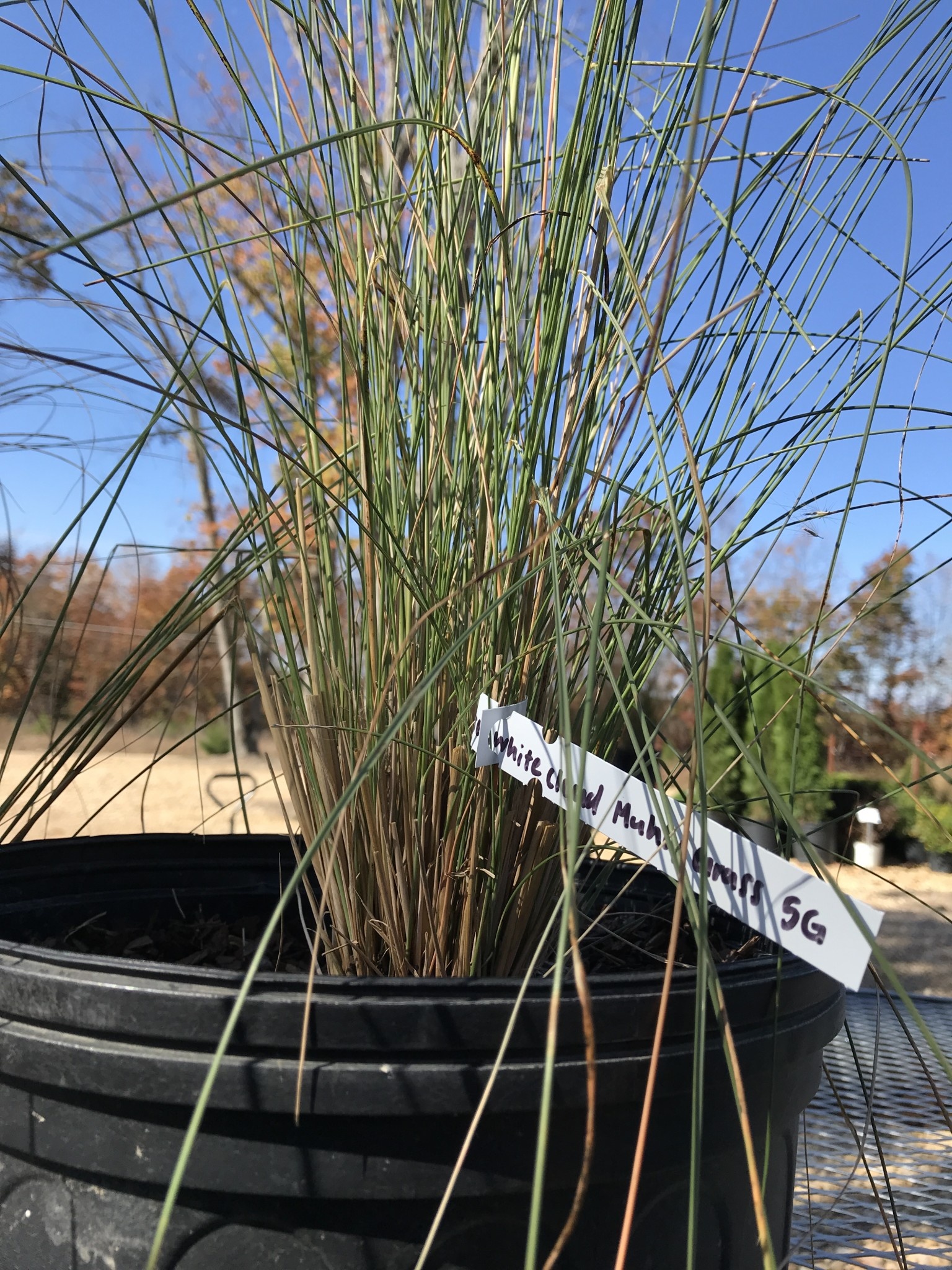 Grasses, White Cloud Muhly Grass 5G