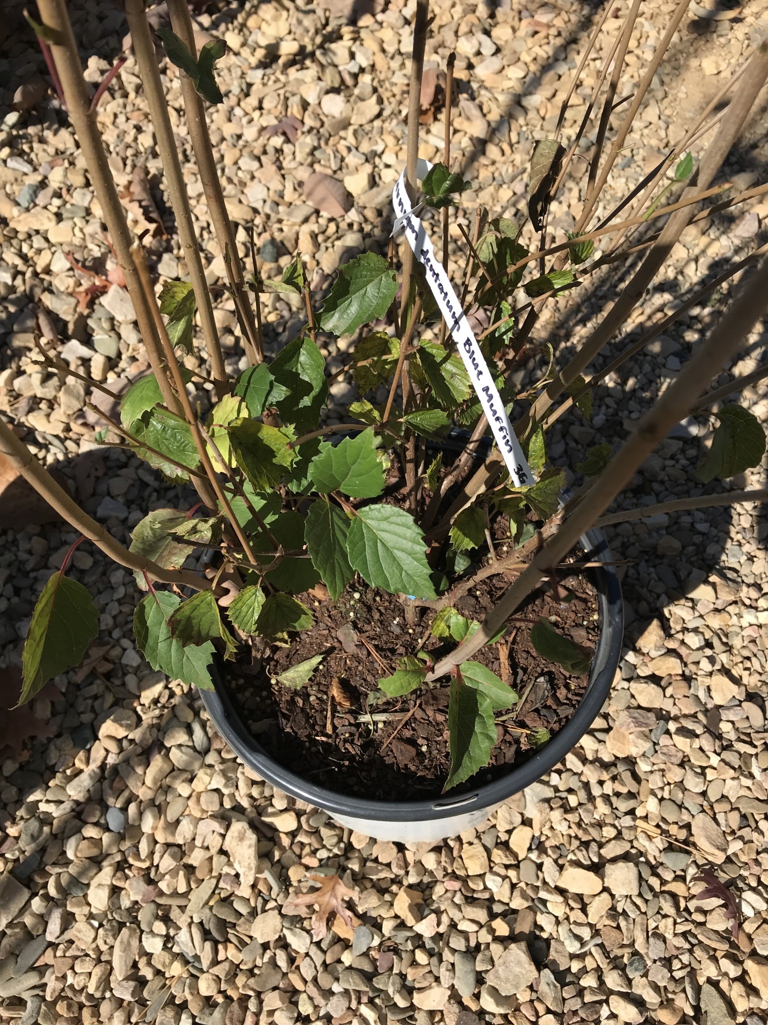 Proven Winner Viburnum dentatum BLUE MUFFIN® PW® CC® 3G NATIVE