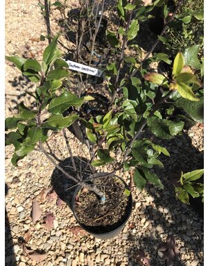 Ilex verticillata 'Southern Gentleman' Winterberry 5G NATIVE MALE POLLINATOR