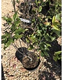 Ilex verticillata 'Southern Gentleman' Winterberry 5G NATIVE MALE POLLINATOR