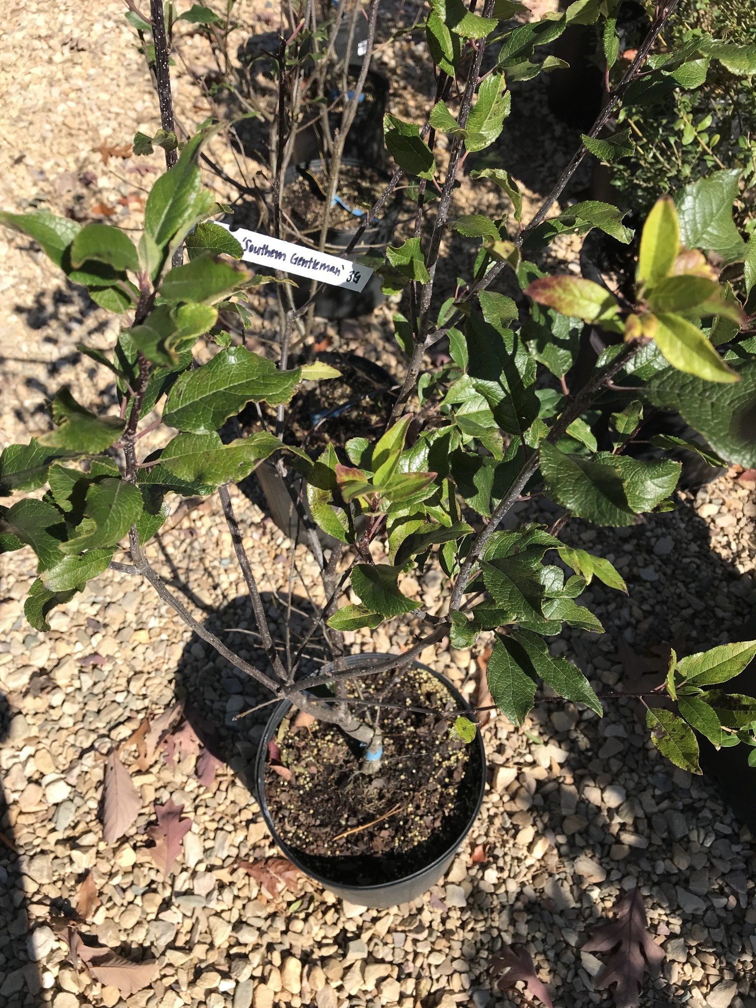 Ilex verticillata 'Southern Gentleman' 3G NATIVE MALE POLLINATOR