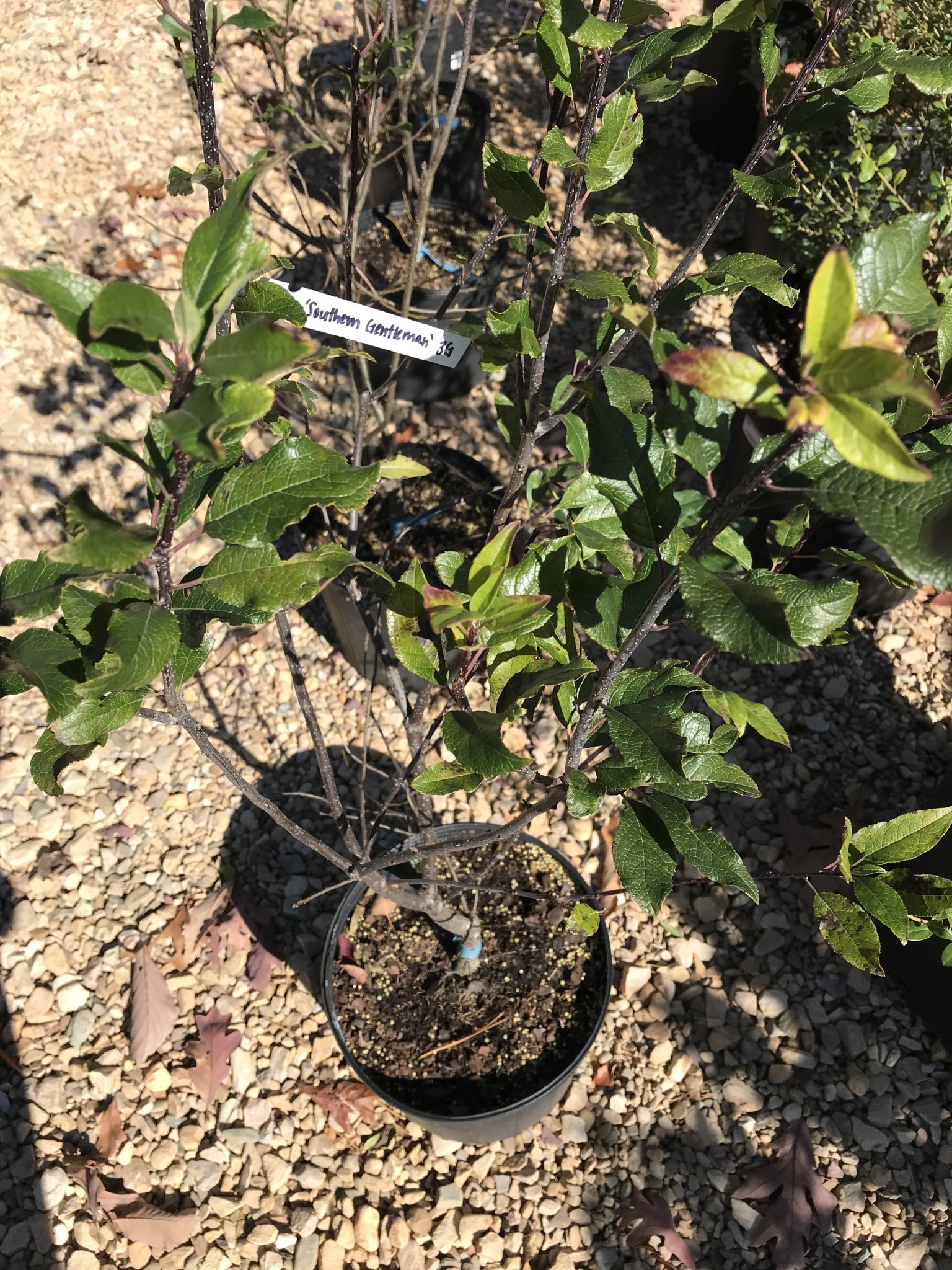 Ilex verticillata 'Southern Gentleman' Winterberry 5G NATIVE MALE POLLINATOR
