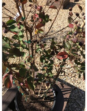 CRAPE MYRTLE  Dynamite 15G