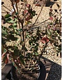 Lagerstroemia indica Dynamite® PP10296 15G CRAPE MYRTLE