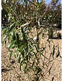 Salix matsudana 'Tortuosa' Corkscrew Willow 15G, Weeping Willow