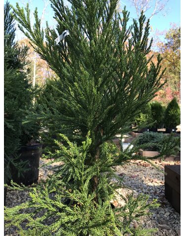 Japanese Cedar, Cryptomeria japonica 'Radicans' 5G
