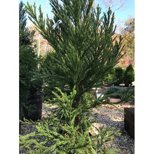 Japanese Cedar, Cryptomeria japonica 'Radicans' 5G
