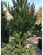 Japanese Cedar, Cryptomeria japonica 'Radicans' 5G