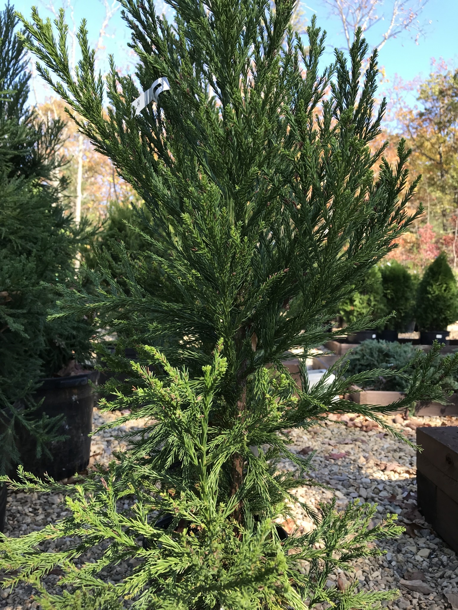 Japanese Cedar, Cryptomeria japonica 'Radicans' 5G