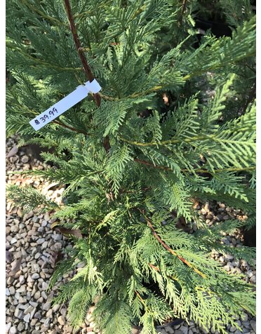 Leyland Cypress 5G