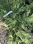 Leyland Cypress 5G