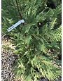 Leyland Cypress #5 -- Cupressocyparis leylandii