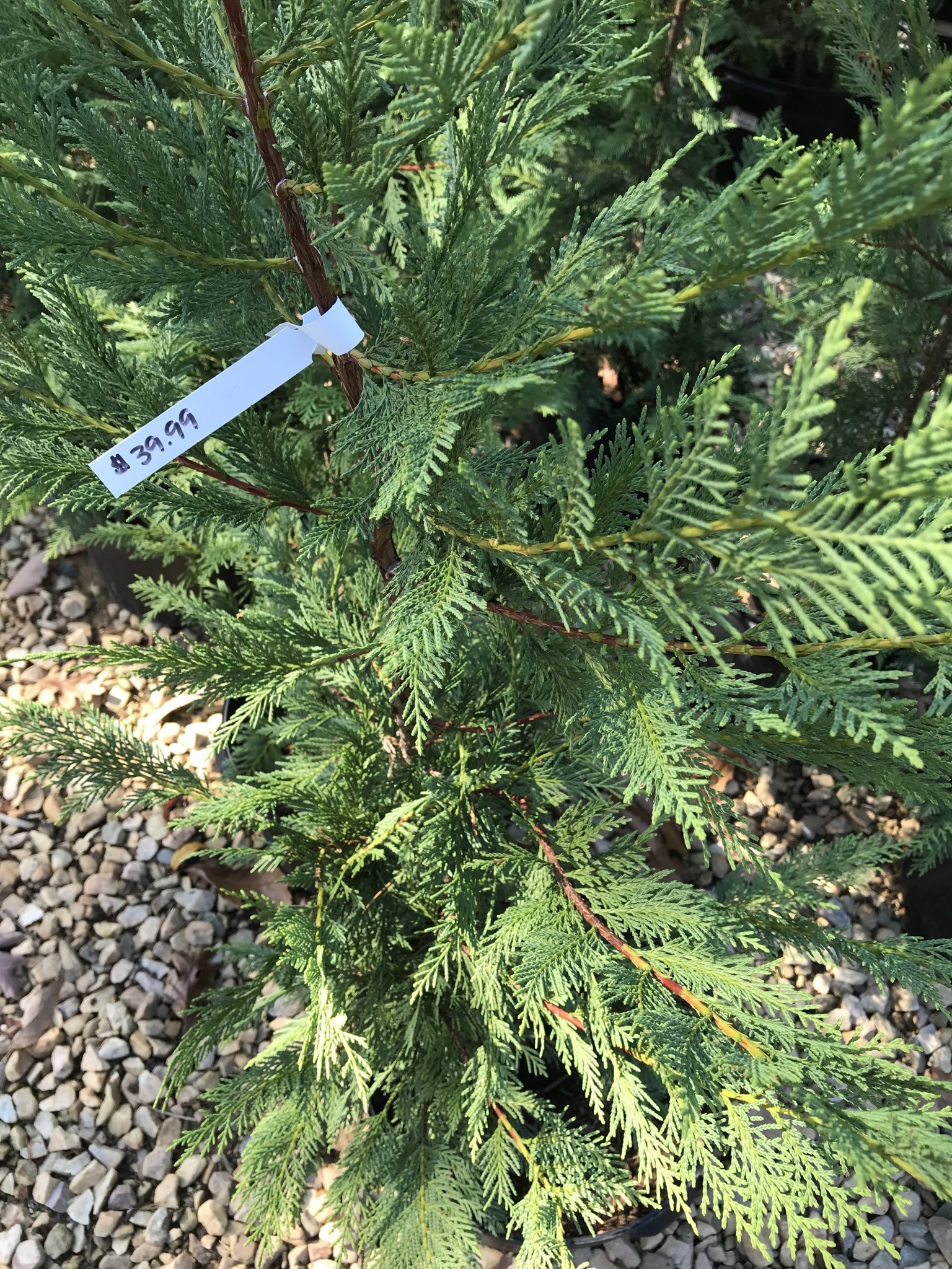 Cypress, Cupressus × leylandii 'Leyland' 5G
