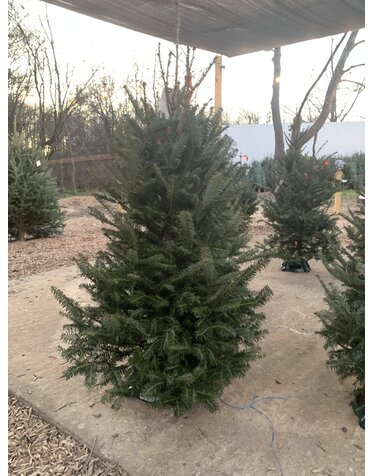 Christmas Tree, Fraser Fir 5-6'