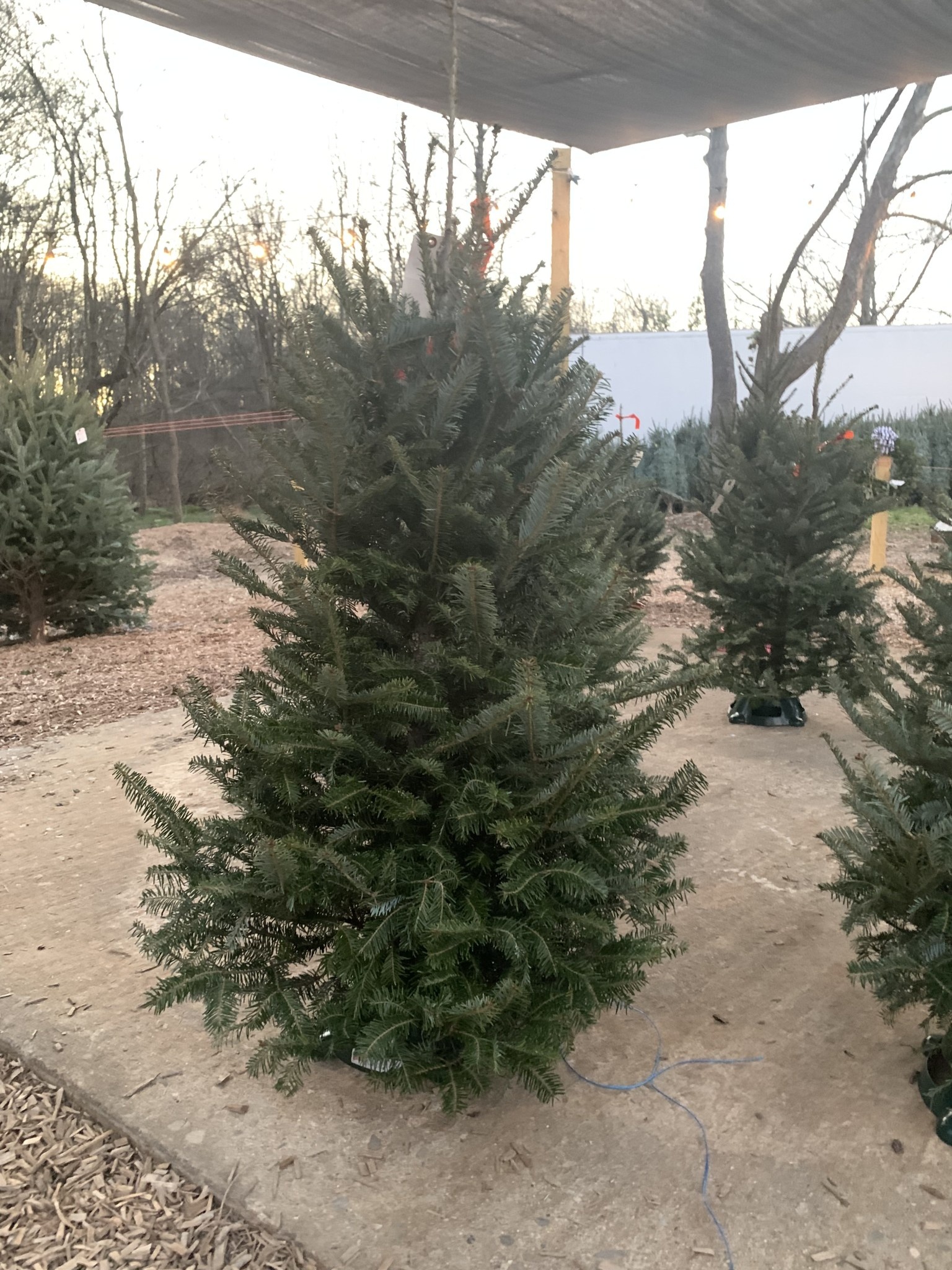 Christmas Tree, Fraser Fir 6-7'