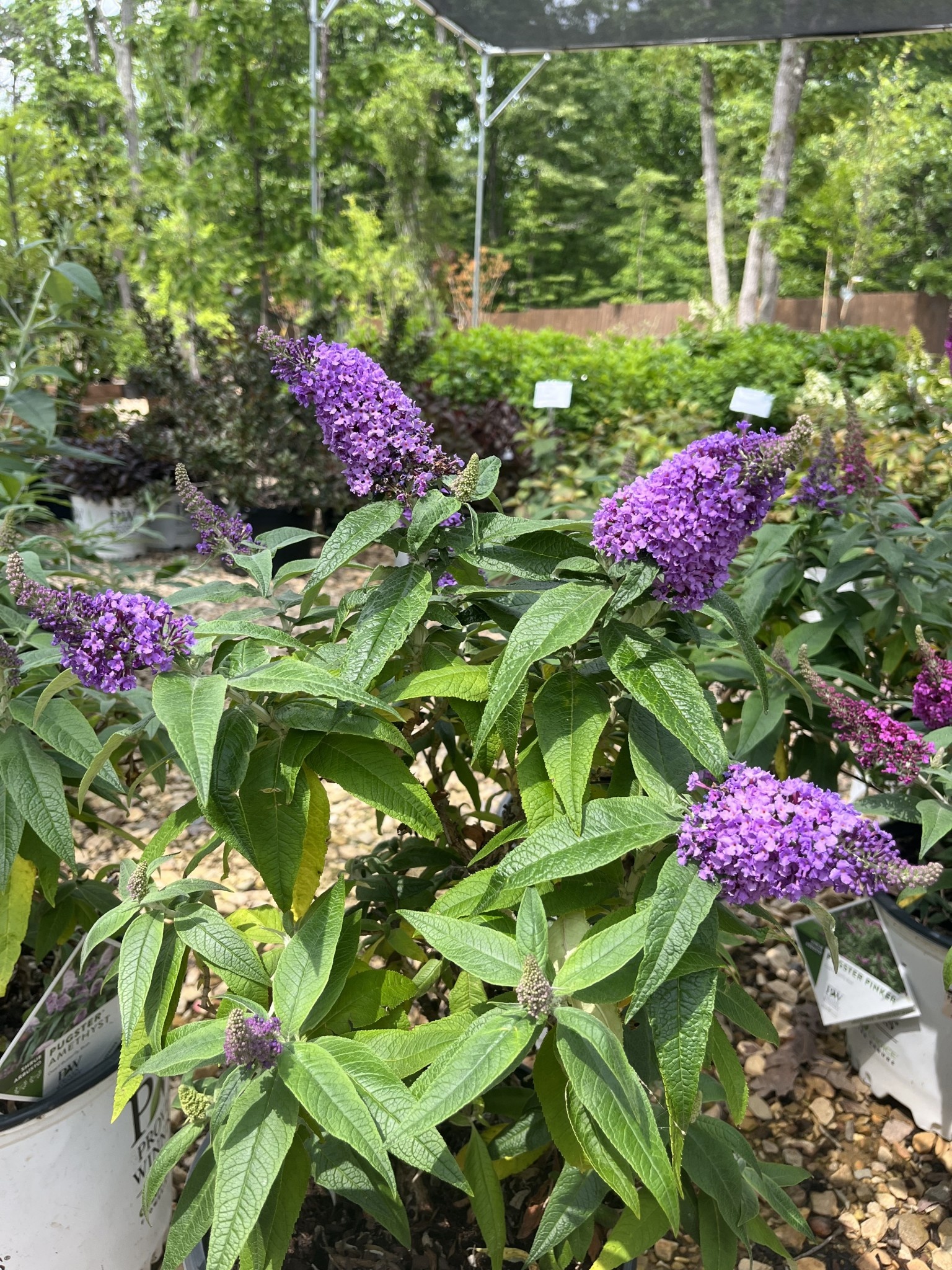 Proven Winner Pugster Amethyst Dwarf Butterfly Bush 3G