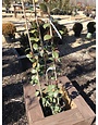 Jasmine Confederate Vine 3 GAL