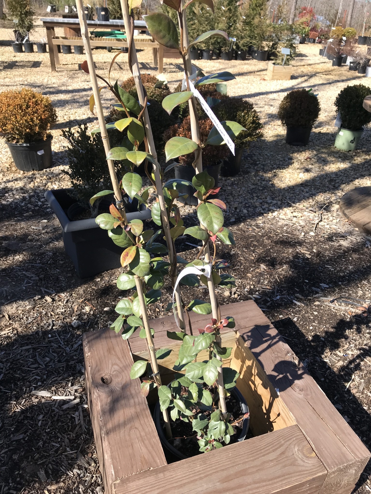 Jasmine Confederate Vine 3 GAL