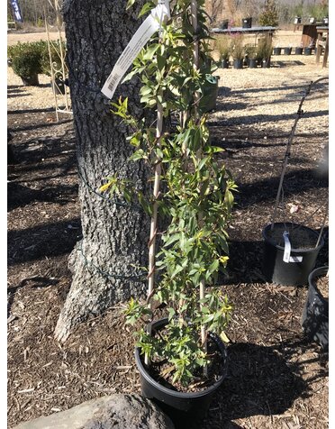 Jasmine Carolina Yellow  Vine 3GAL