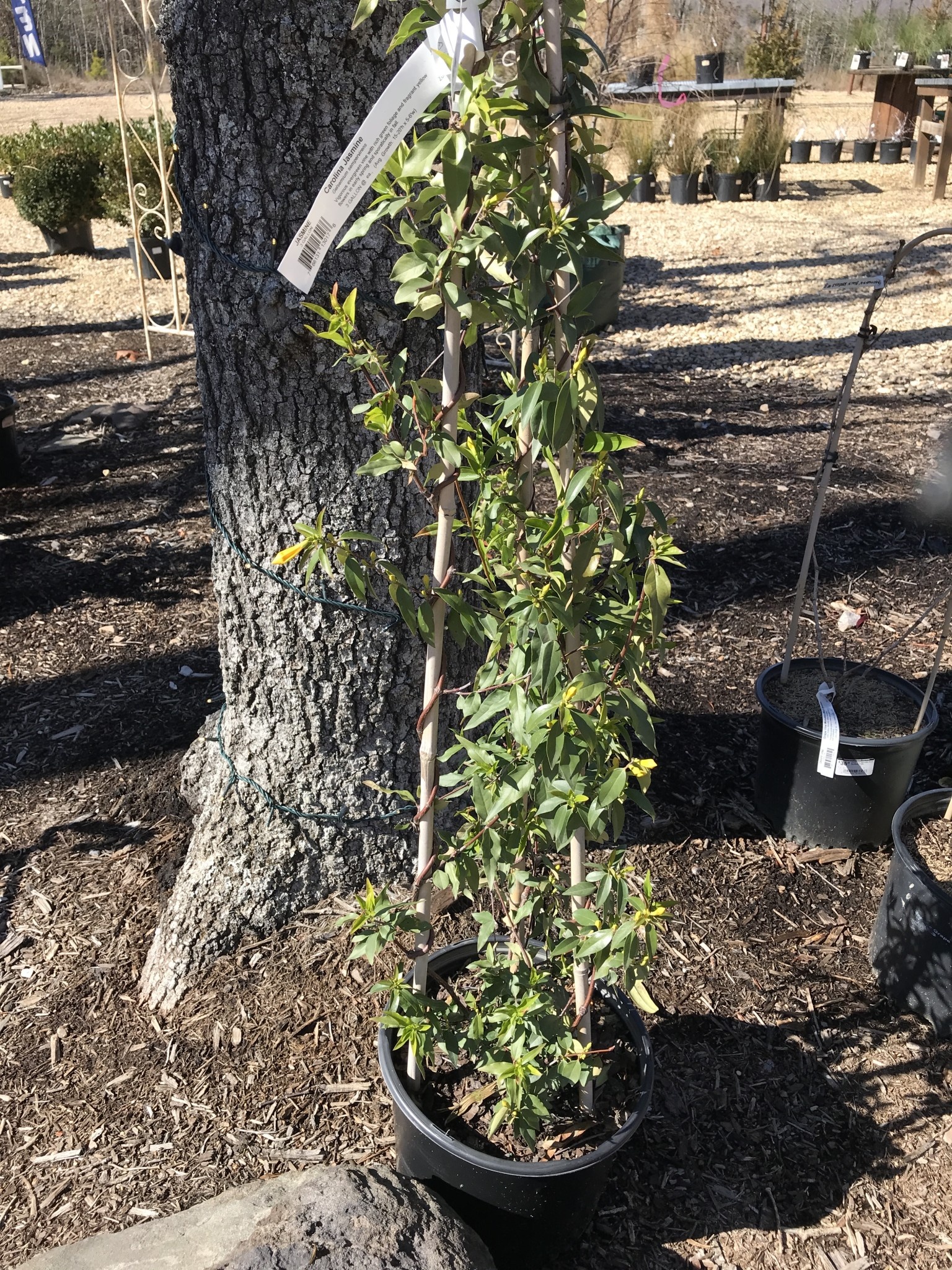 Jessamine, Gelsemium sempervirens 'Carolina Jessamine' 'Yellow Jasmine' 3G NATIVE