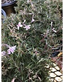 Phlox, Phlox subulata 'Candy Stripe' (Creeping) 1G