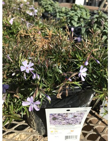 Phlox Emerald Blue (Creeping) 1 GAL