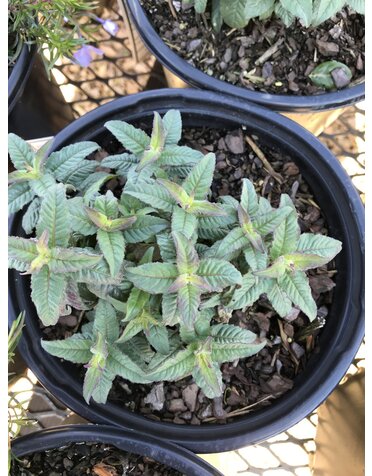 Bee Balm, Monarda didyma 'Balbalmac' Balmy™ Lilac 1G