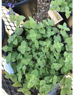 Catmint, Nepeta x 'Chartreuse on the Loose' 1G