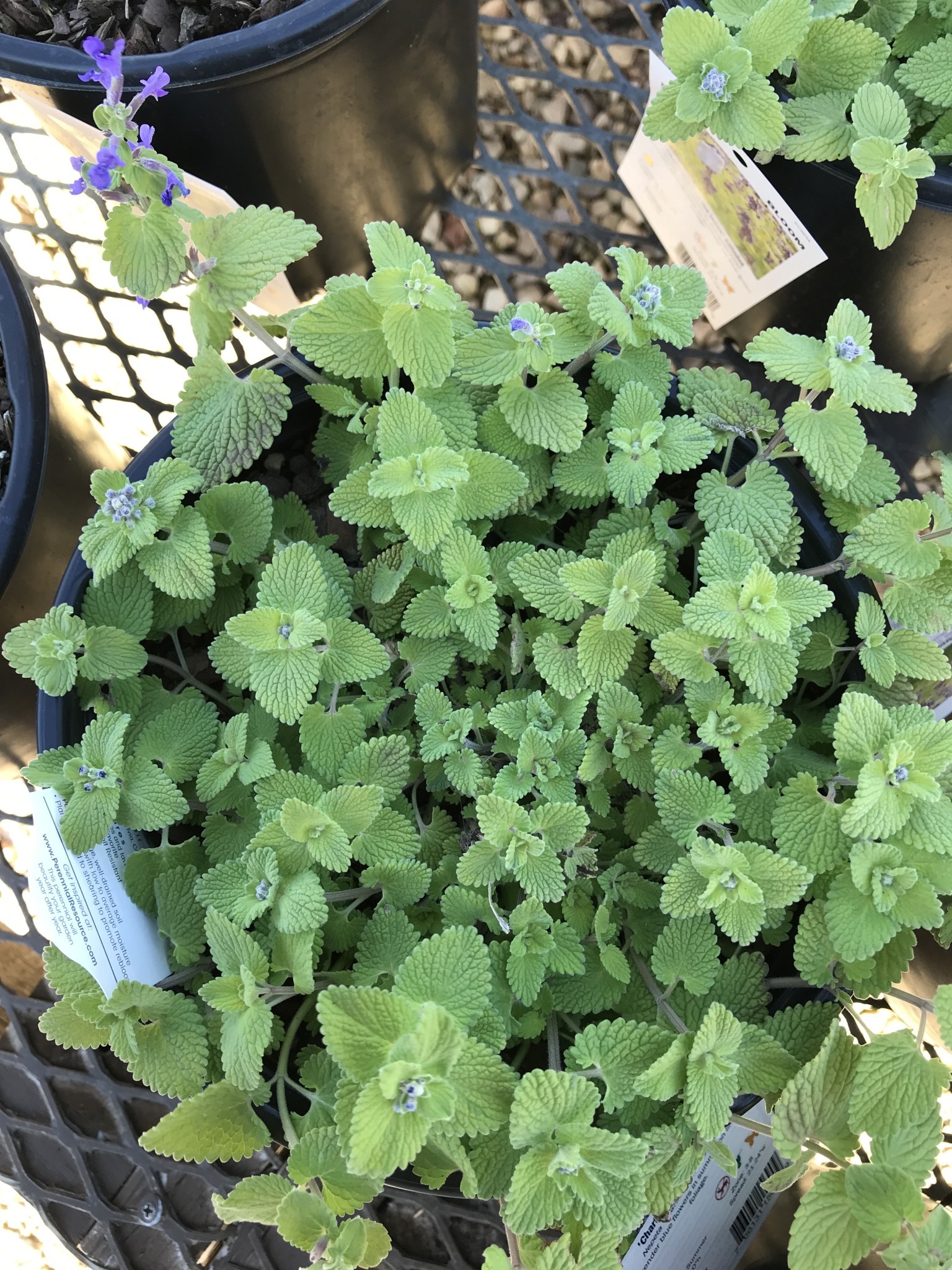 Catmint, Nepeta x 'Chartreuse on the Loose' 1G