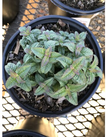 Bee Balm, Monarda didyma 'Pocahontas™ Red Rose' 1G