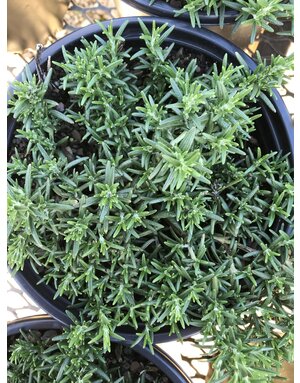 Rosemary, Salvia rosmarinus 'Prostrata' 1G