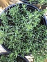 Rosemary 'Prostrate' 1 GAL