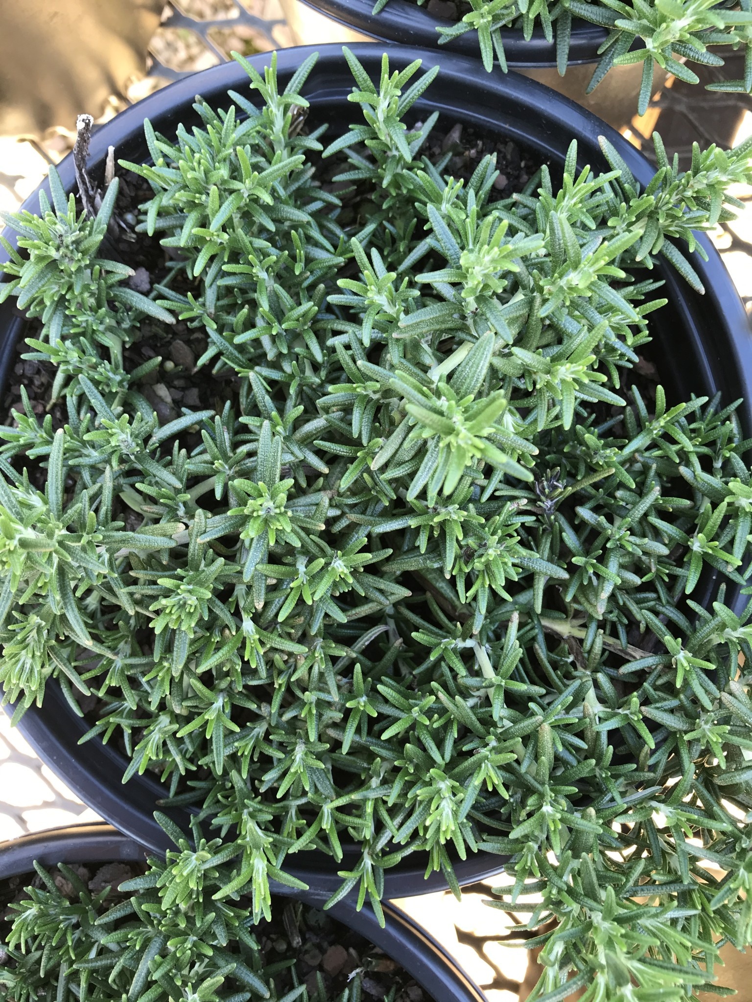Rosemary, Salvia rosmarinus 'Prostrate' 1G