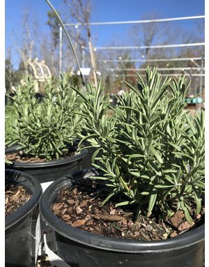 Rosemary, Salvia rosmarinus 'Arp' 1G