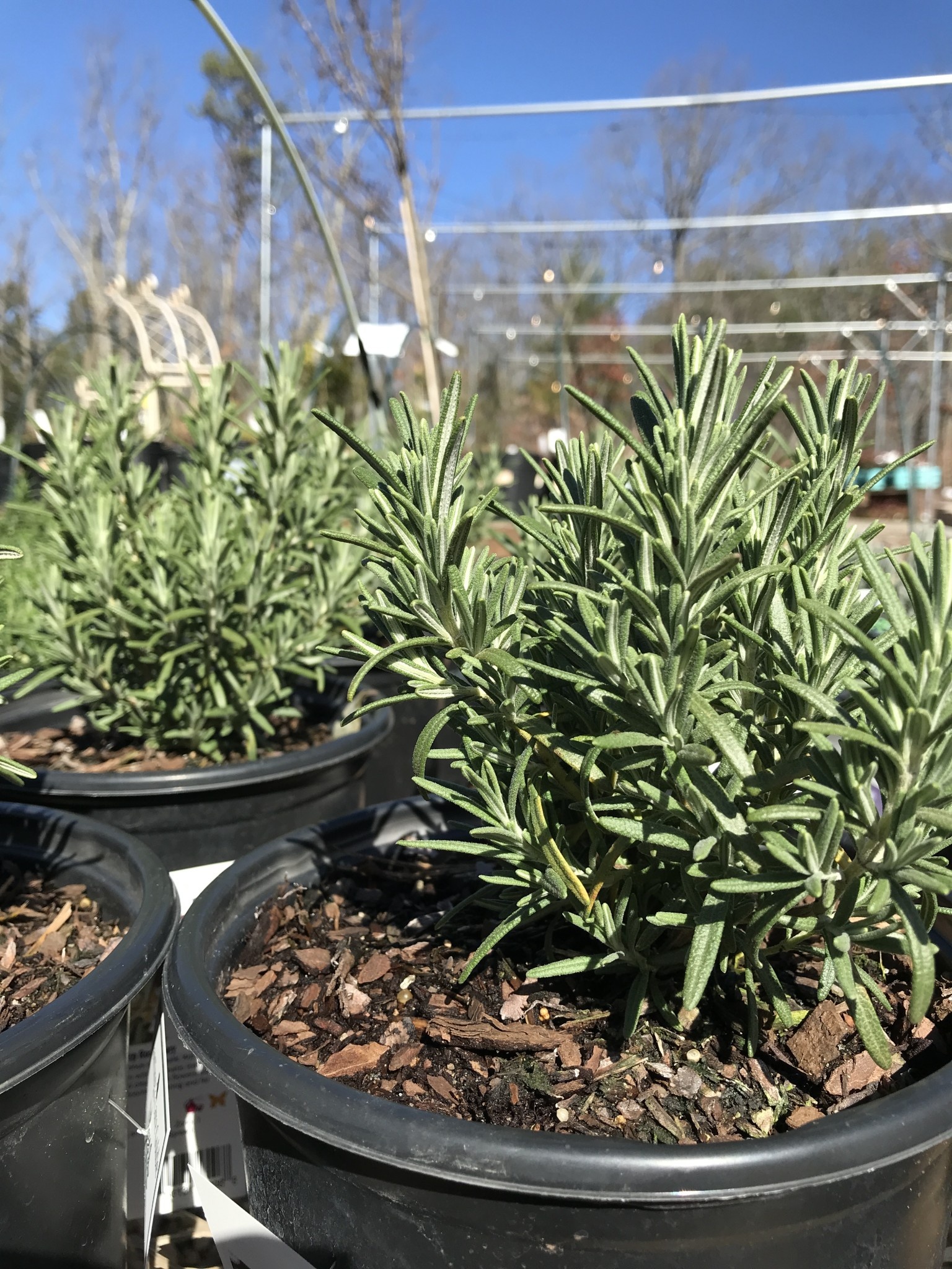 Rosemary, Salvia rosmarinus 'Arp' 1G