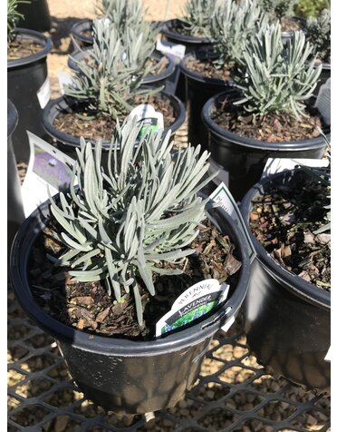 Lavender, Lavandula x intermedia 'Phenomenal' 3Q