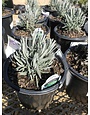 Lavender, Lavandula x intermedia 'Phenomenal' 3Q