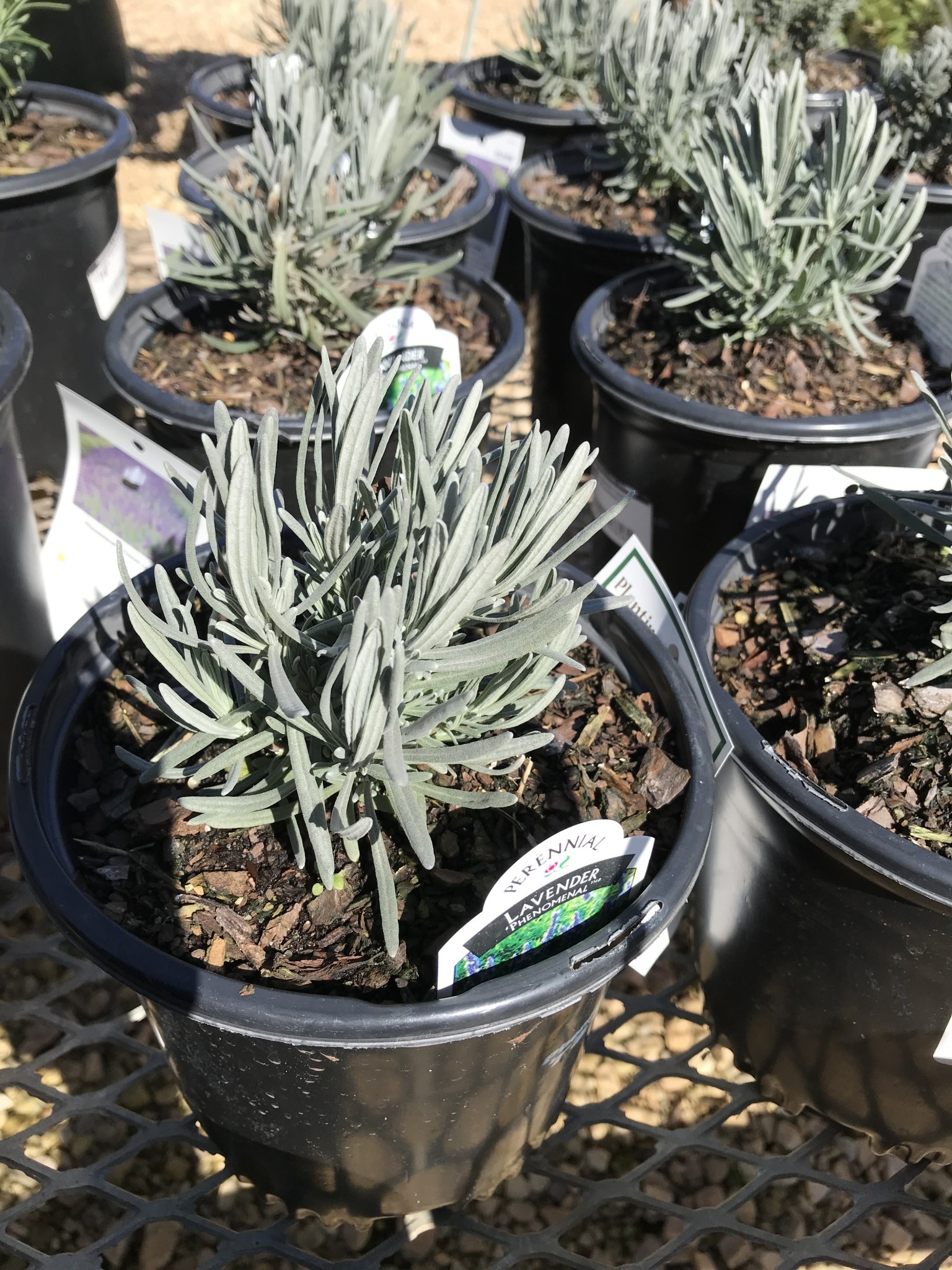 Lavender, Lavandula x intermedia 'Phenomenal' 3Q