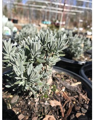 Lavender English Superblue 3 QT