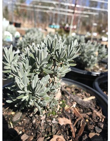 Lavender, Lavandula angustifolia 'SuperBlue' 3Q