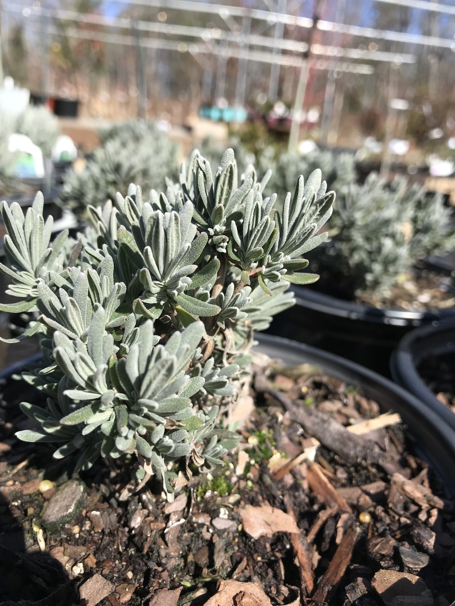 Lavender, Lavandula angustifolia 'SuperBlue' 3Q