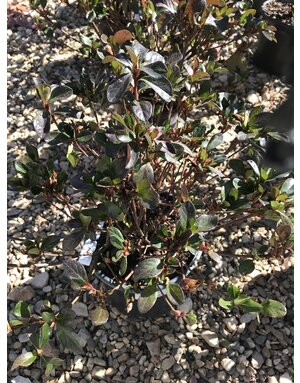 Azalea, Rhododendron 'Girard's Crimson' (Red) 1G