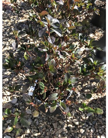 Azalea, Rhododendron 'Girard's Crimson' (Red) 1G