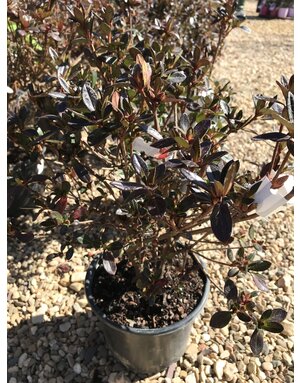 Azalea, Rhododendron 'Girard's Fuchsia' (Purple) 3G