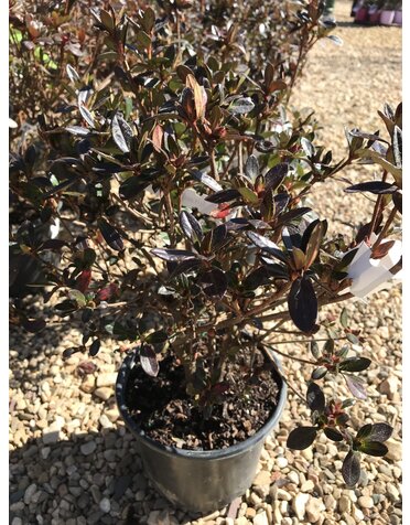 Azalea Girard's Fuchsia-Purple 3 GAL Rhododendron