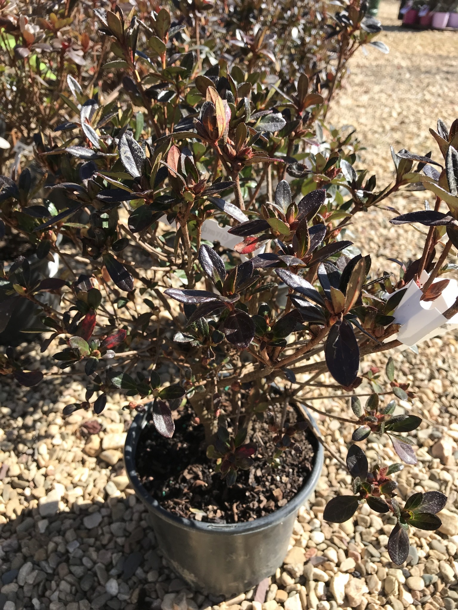 Azalea Girard's Fuchsia-Purple 3 GAL Rhododendron