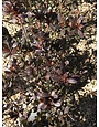 Azalea, Rhododendron x 'Buccaneer' (Orange-Red) 1G