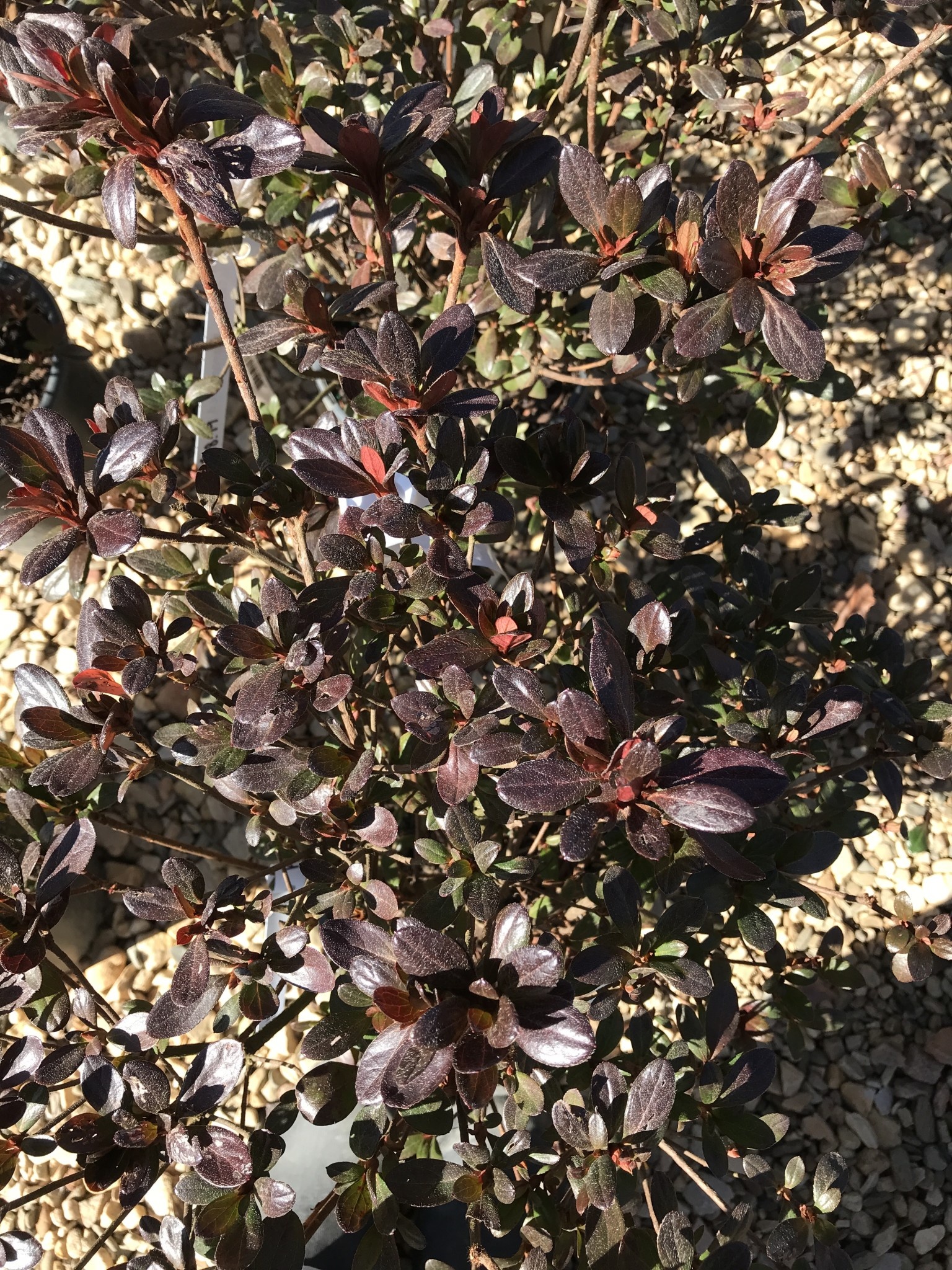 Azalea Buccaneer Orange-Red 1 GAL