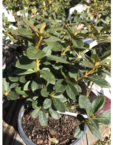 Azalea, Rhododendron 'Roblex' Encore® Autumn Lily® (White) 1G