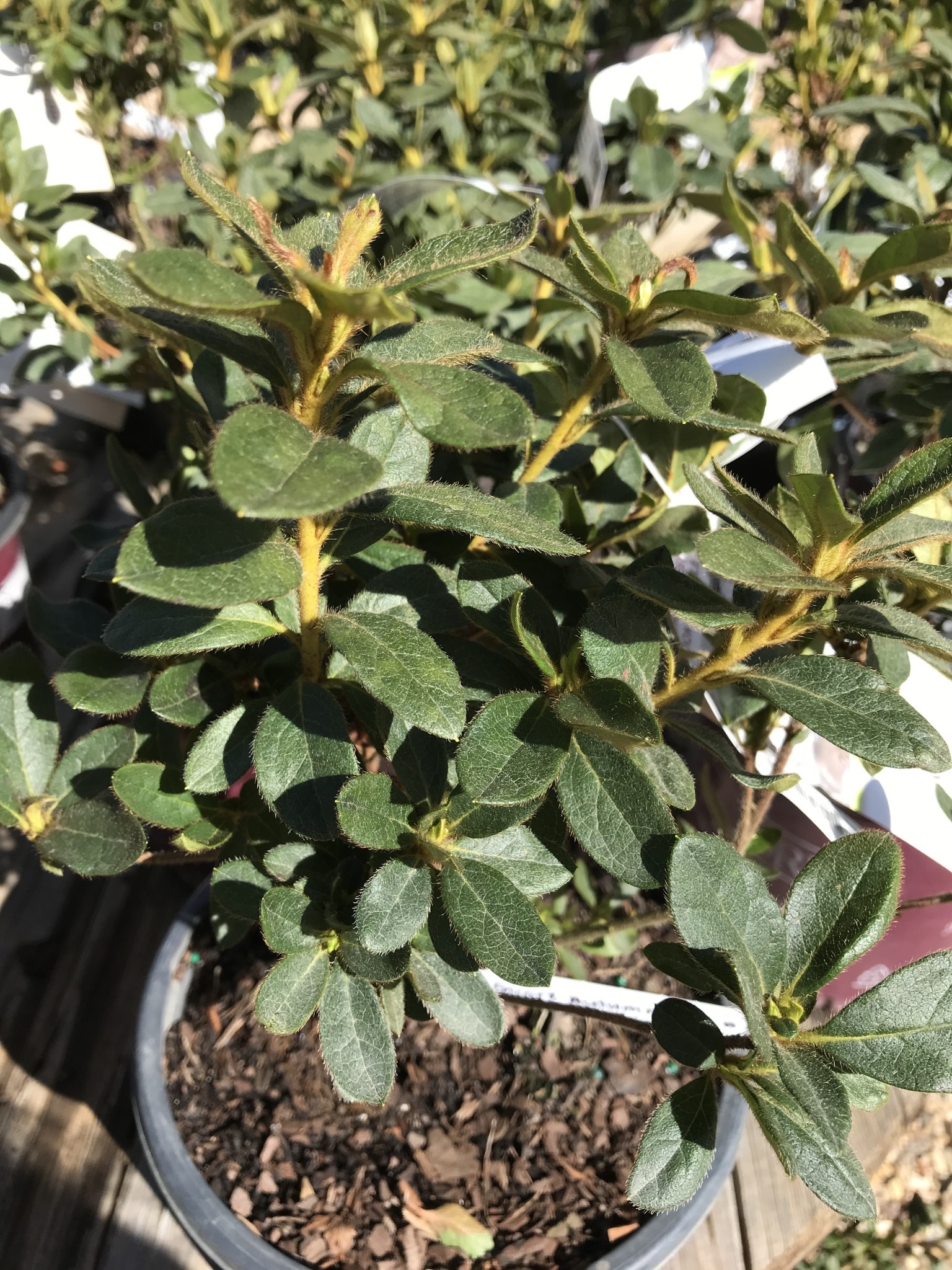 Azalea, Rhododendron 'Roblex' Encore® Autumn Lily® (White) 1G